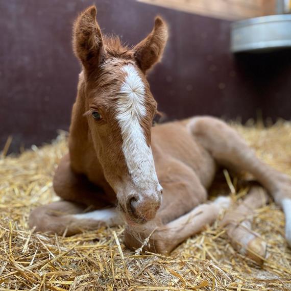 For Pleasure filly is born