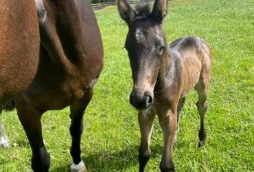 Crack filly is born - News