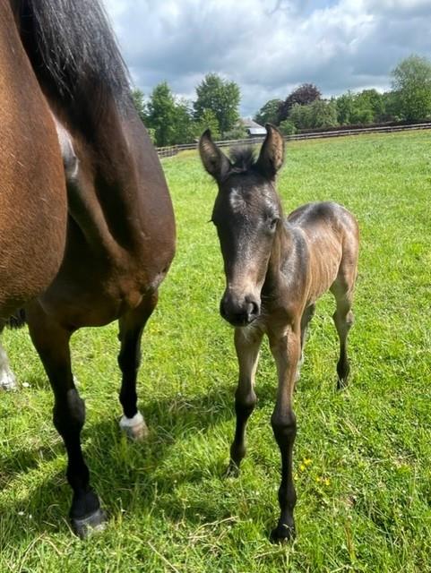 Crack filly is born - News