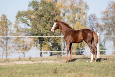 Winner in the Holsteiner Foal Championships of Poland