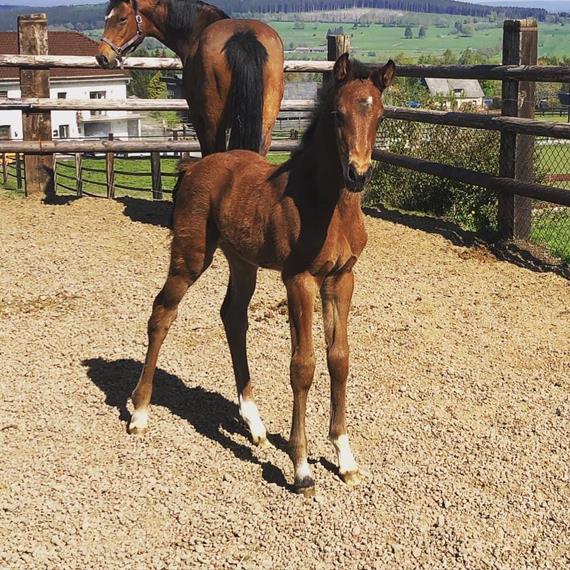 Full sister to Gucci is born