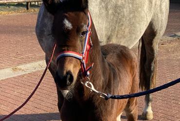 Cahil colt is born - News