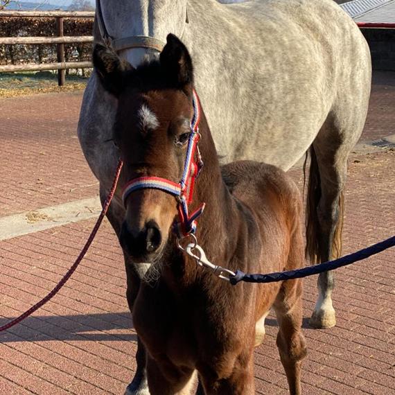 Cahil colt is born - News