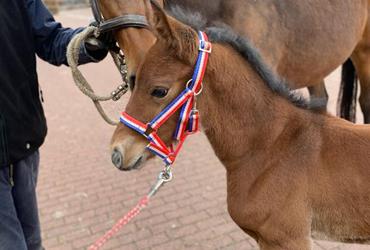 Chinchero colt is born - News