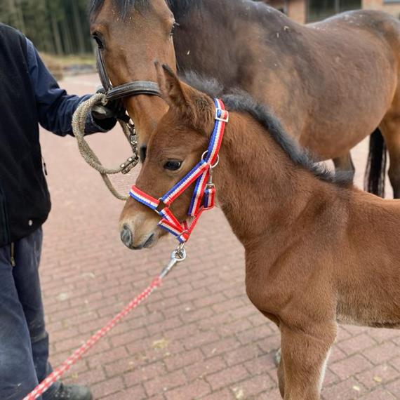 Chinchero colt is born - News