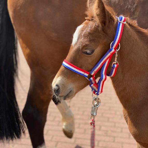 Corfu de la Vie filly is born