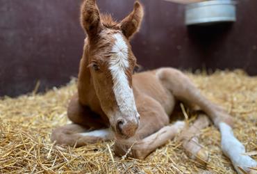 For Pleasure filly is born