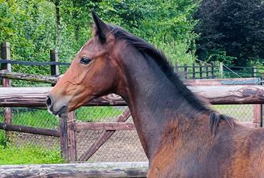 Cahil-Clarimo colt sold to Stal Harrie Theeuwes