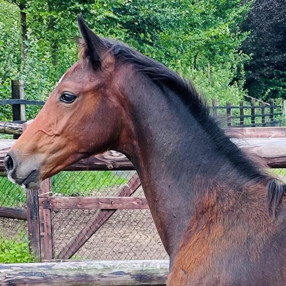 Cahil-Clarimo colt sold to Stal Harrie Theeuwes