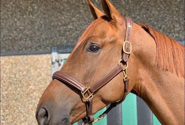 For Pleasure-Casall gelding sold to Belgium