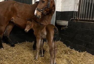 Clarimo filly is born, Clarimo-Big Star-Carvallo-Landgraf-Capitol