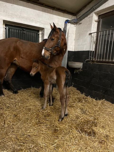 Clarimo filly is born, Clarimo-Big Star-Carvallo-Landgraf-Capitol