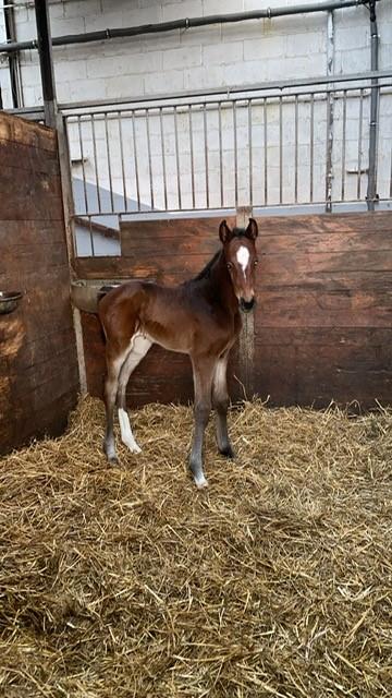 Chezarro filly is born, Chezarro-Uriko-Acolord