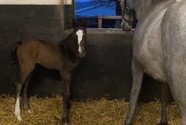 Colt by Grandorado is born