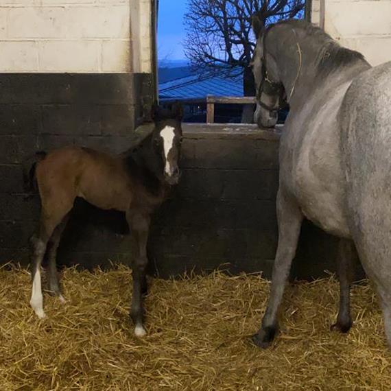 Colt by Grandorado is born