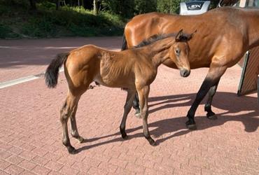 Diarado mare is born - News