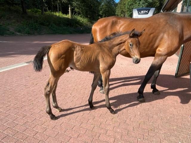 Diarado mare is born - News