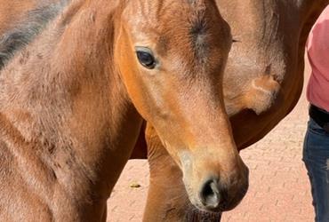 Chinchero Hengstfohlen ist geboren