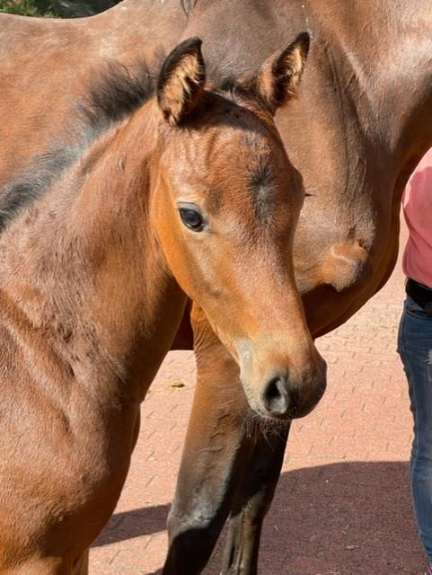 Chinchero Hengstfohlen ist geboren