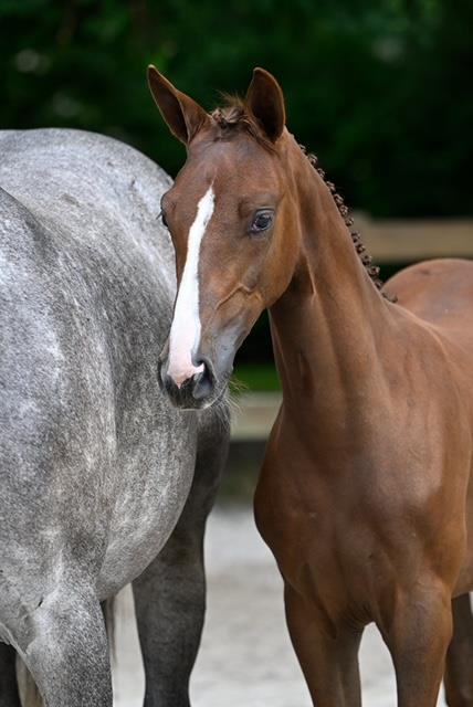 Corlou-Clarimo - Unsere Pferde