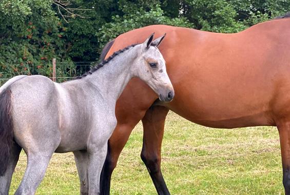 Crack-Uriko - Our horses
