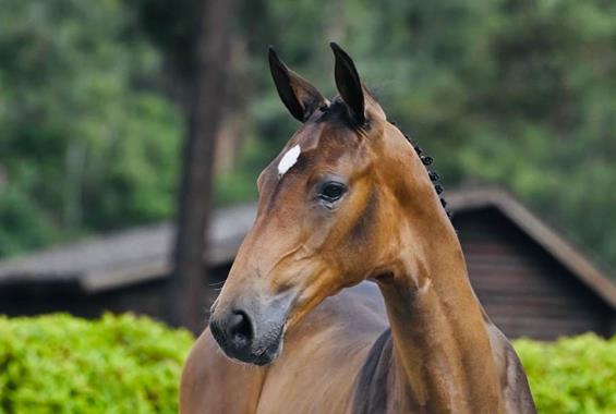 Carrera VDL - Caretino - Our horses
