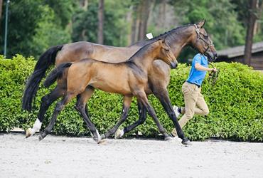 Carressa Z verkauft nach Polen