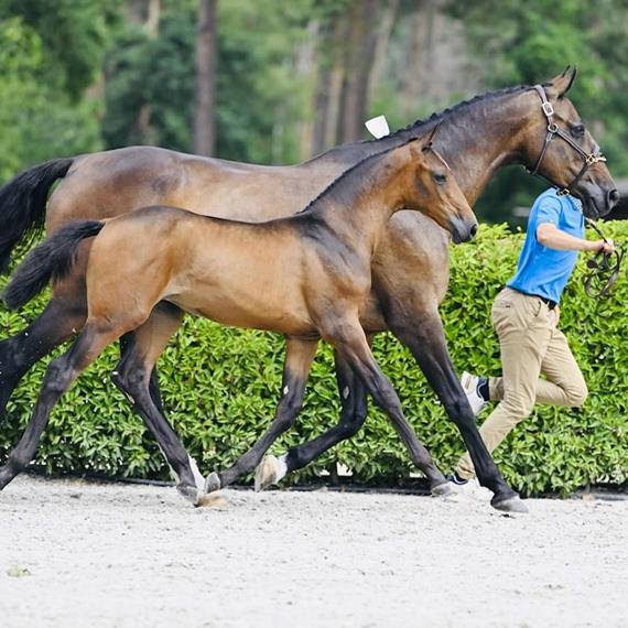 Carressa Z verkauft nach Polen