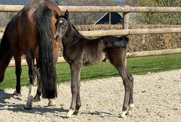 Hengstfohlen von I'm Special de Muze-For Pleasure