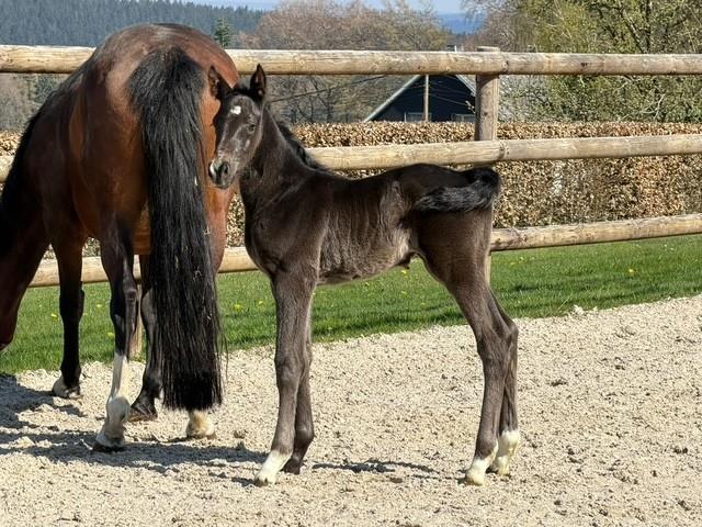 Hengstfohlen von I'm Special de Muze-For Pleasure