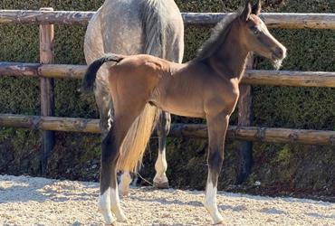 Erstes Fohlen für 2026, Hengstfohlen von Drummer TN-Untouchable