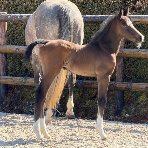 Erstes Fohlen für 2026, Hengstfohlen von Drummer TN-Untouchable