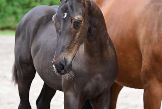 Igor Z - Our horses