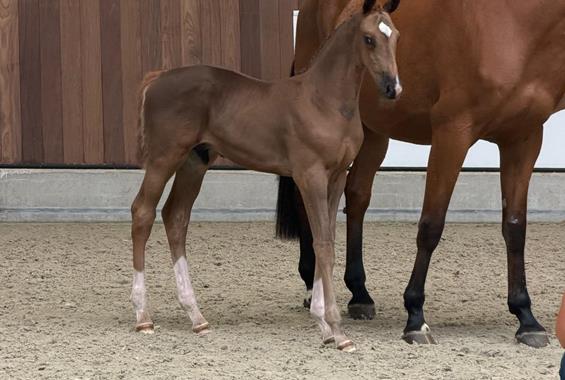 Christian KH Z - Our horses