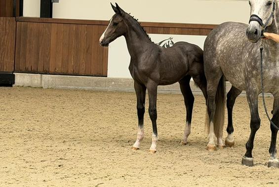 Dublin Z - Our horses