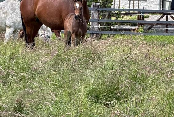 Daria Z - Our horses