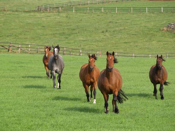 Holsteiner-Pferdegestüt Haep in Recht