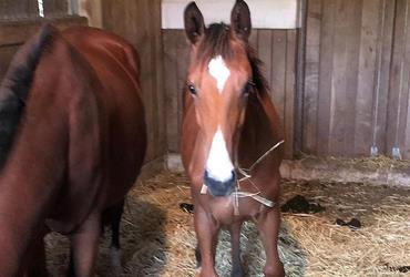 Big Star Stutfohlen aus Carlina