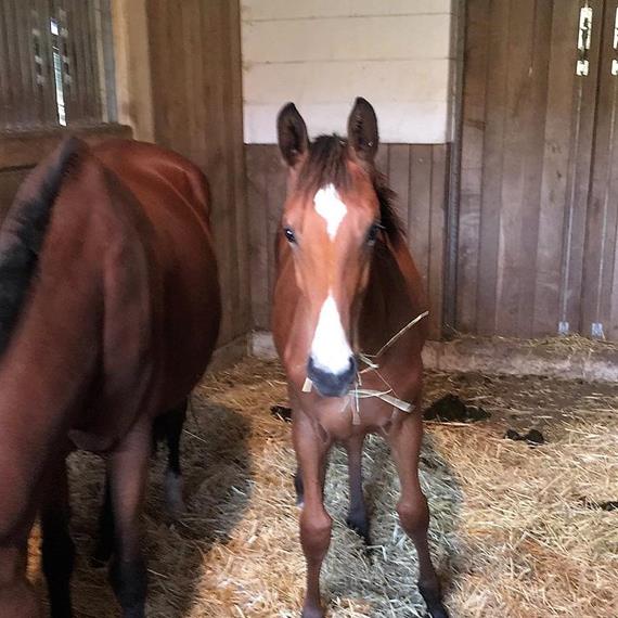 Big Star Stutfohlen aus Carlina