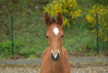 Foals for 2019 - News