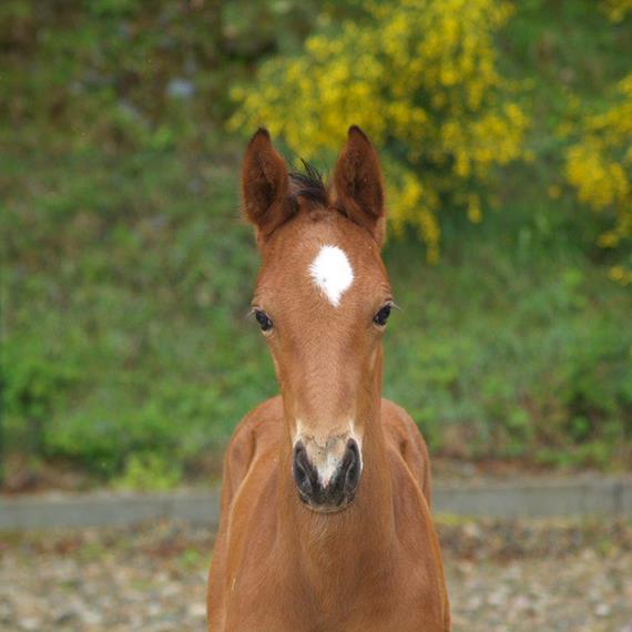 Foals for 2019 - News