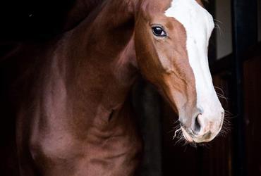 Winner in the Holsteiner Foal Championships of Poland