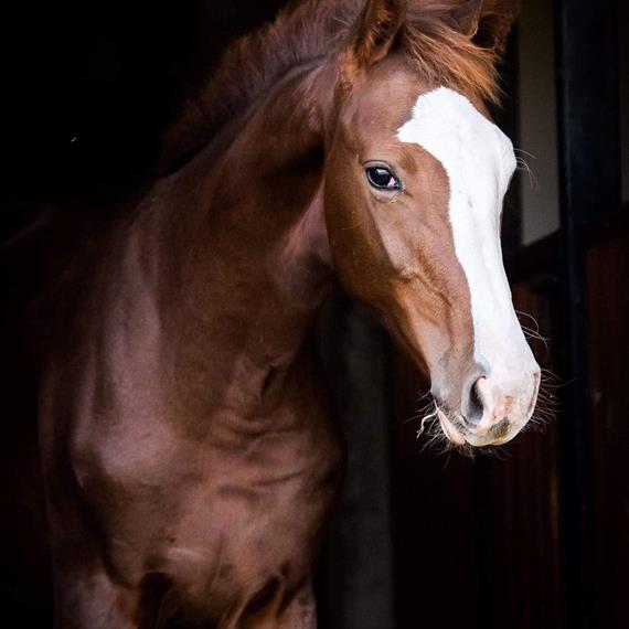 Winner in the Holsteiner Foal Championships of Poland