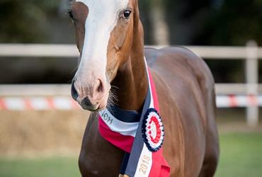 Winner in the Holsteiner Foal Championships of Poland