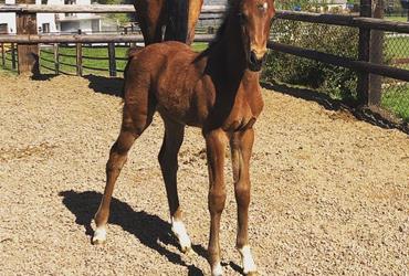 Full sister to Gucci is born