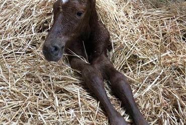 Filly of Casall from Elsa - News